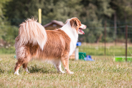 Portrait of border collie dog living in belgiumの写真素材