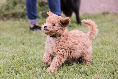 image of a dog poodle living in Belgiumの写真素材