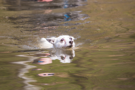 portrait of golden retrievers dog living in belgiumの写真素材