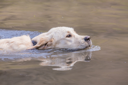 portrait of golden retrievers dog living in belgiumの写真素材