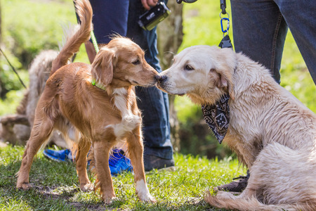 portrait of golden retrievers dog living in belgiumの写真素材