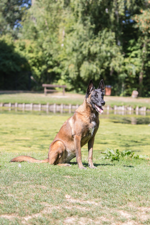 Portrait of belgium shepherd dog living in belgiumの写真素材