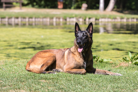 Portrait of belgium shepherd dog living in belgiumの写真素材