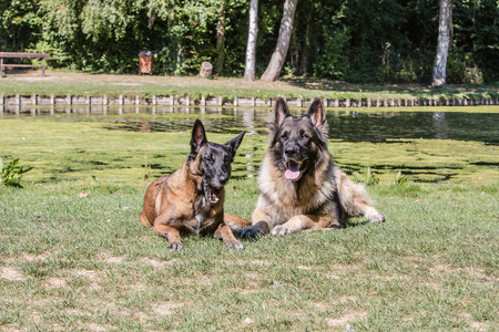 Portrait of belgium shepherd dog living in belgiumの写真素材