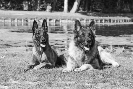 Portrait of belgium shepherd dog living in belgiumの写真素材