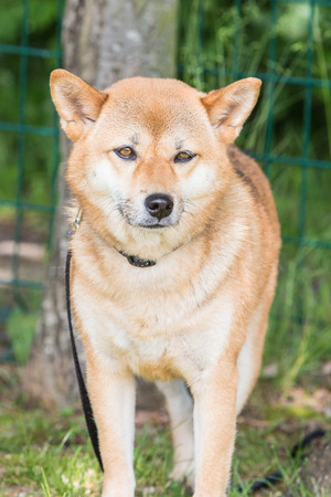 Portrait of shiba inu living in belgiumの写真素材