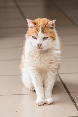 portrait of european type cat in animal shelter in belgiumの写真素材