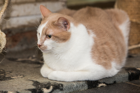 portrait of european type cat in animal shelter in belgiumの写真素材