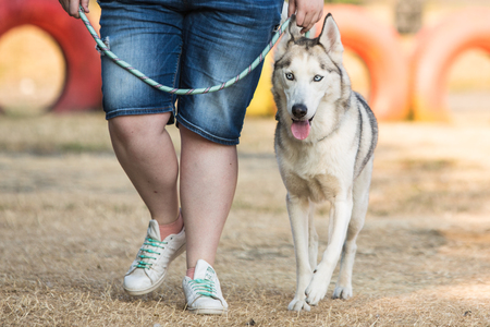 portrait of siberian husky dog living in belgiumの写真素材