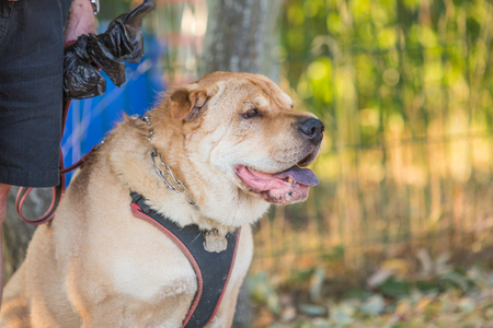 Portrait of sharpei dog living in belgiumの写真素材