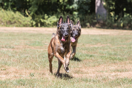 Portrait of belgium shepherd dog living in belgiumの写真素材