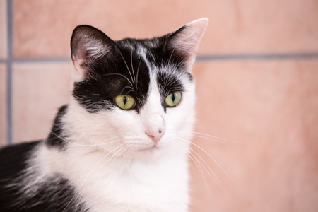 European cat living in an animal shelterの写真素材