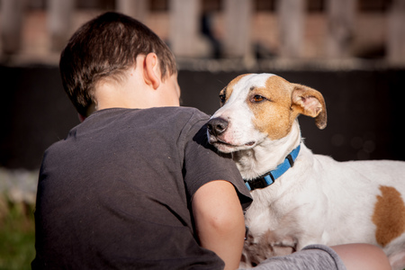A jack russel living in animal shelter in Belgiumの写真素材