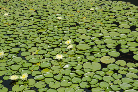 water lilies in a pondの写真素材