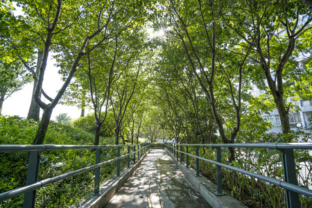 The greening of the cityの写真素材