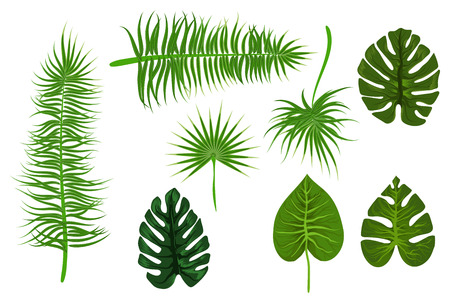 Tropical backgroung palm leafのイラスト素材