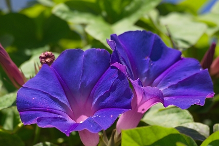 Flowering vine with blossoms 