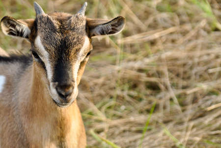 Small goat in a fieldの写真素材