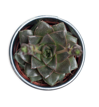 Echeveria plant isolated on whiteの写真素材