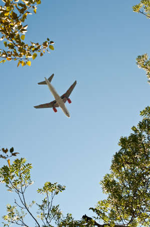 Plane about to land taken through treesの写真素材