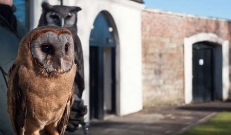 Brown owl in the foregroundの写真素材