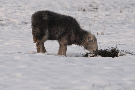 Hungry sheep looking for food in the snowの写真素材