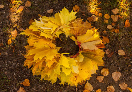 Photo of a circle made of maple fallen leaves on the grass. Autumn concept.の写真素材