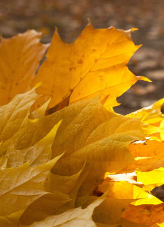 Vertical close up photo of maple fallen yellow and orange leaves on the grass. Golden autumn concept.の写真素材