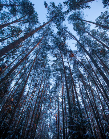 Vertical gloomy photo shot of tall trees against the sky. Nature concept.の写真素材