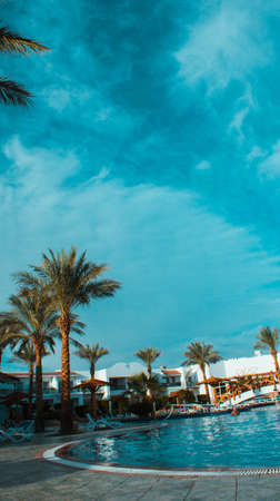 Vertical beautiful and amazing photo of a palm tree against a blue clear sky.の写真素材