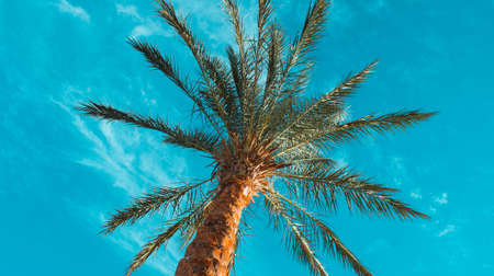 Beautiful and amazing photo of a palm tree against a blue clear sky.の写真素材