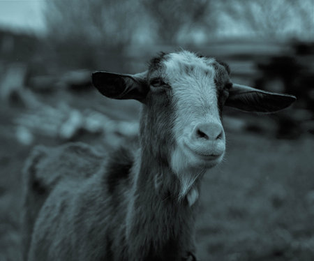 Black and white photo of a goat standing on the field and looking awayの写真素材
