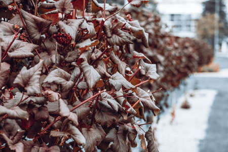 Close-up photo of leaves on a fence in a park in the city.の写真素材