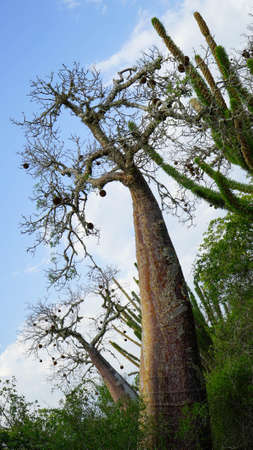 Vertical photo of a green tree with trunk in forest.