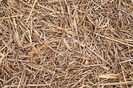 Photo of beige hay.