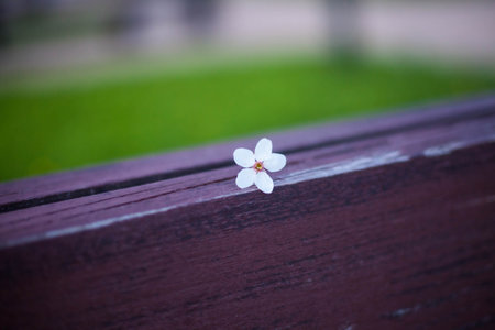 Photo of a small white flower that lies on a wooden bench on the street.の写真素材