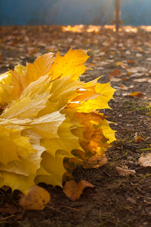 Vertical close up photo of maple fallen yellow and orange leaves on the grass. Golden autumn concept.の写真素材