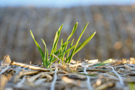 Close-up photo of haystacks and green grass on the street in the field.の写真素材