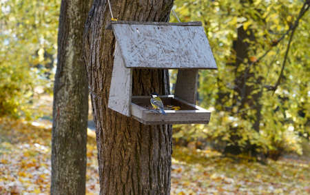 Photo of a wooden feeder on a tree in the forest with birds.の写真素材