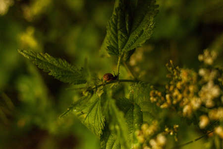 Photo of a small snail on a green leaf of a plant in the forest. Nature concept.