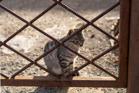 Photo of a beautiful fluffy cat who sits behind a metal fence on the asphalt in the city.の写真素材