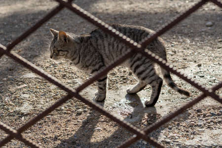 Photo of a beautiful fluffy cat who goes behind a metal fence on the asphalt in the city.の写真素材