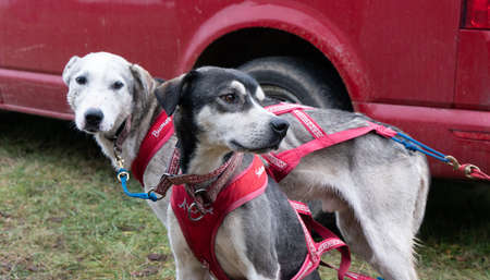 Sleddogs sports. High quality photoの写真素材