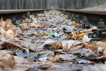 autumn leaves on the rails of an abandoned road.の写真素材