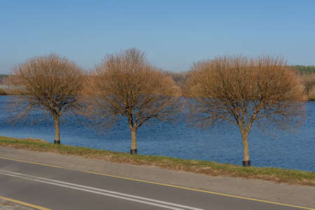 Photo of bare trees in the park near the path against the background of the blue river and the sky. Nature concept.の写真素材
