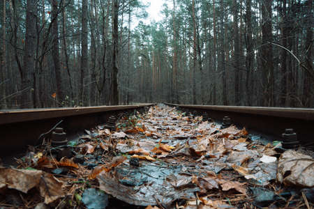 Photo of an old abandoned railway strewn with orange and yellow muddy autumn maple leaves at the background of trees in forest. Nature and train concept.の写真素材