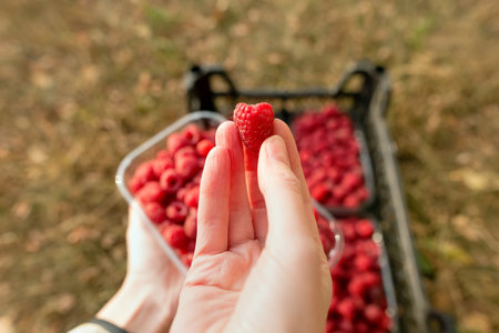 Fresh raspberries. Hand holds a juicy fresh raspberry. Season of fruit and jam cooking. Raspberry...