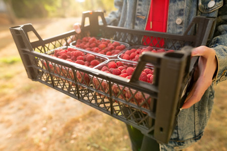 Female hands holding fresh red raspberries freshly harvest in plastic container box on background branch of berries at sunset. Healthy eating, dieting fruits.の写真素材