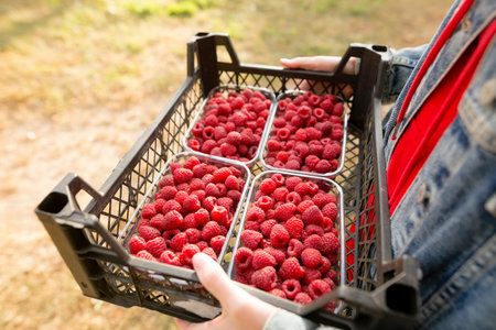 Female hands holding fresh red raspberries freshly harvest in plastic container box on background...