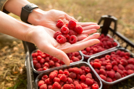 Womans hands full with raspberry berries. Red raspberries in plastic container box in garden, close-up view. Freshly harvest. Healthy eating, dieting fruitsの写真素材
